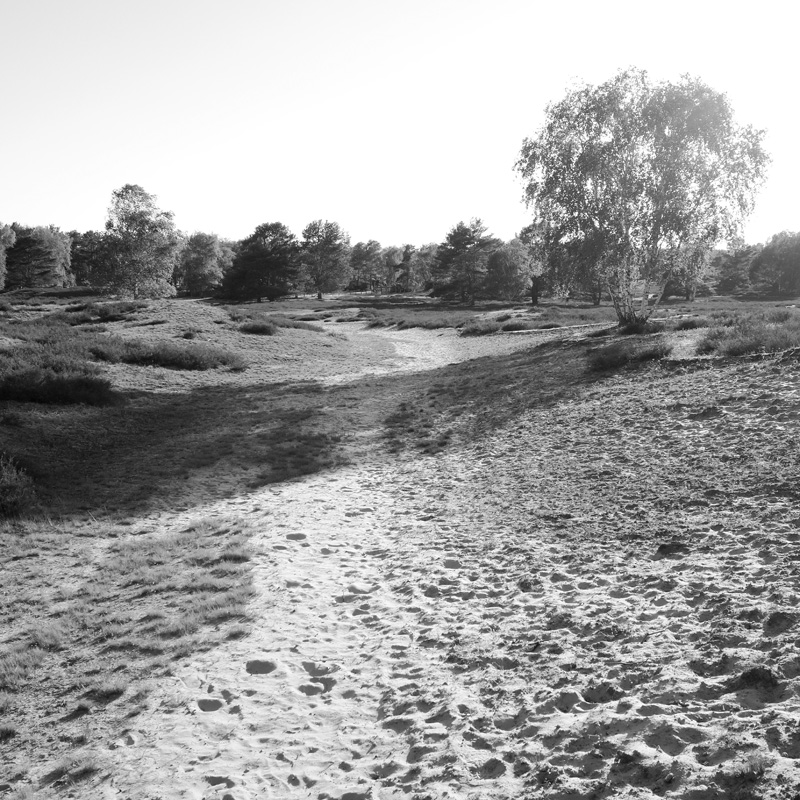Bild: Nemitzer Heide